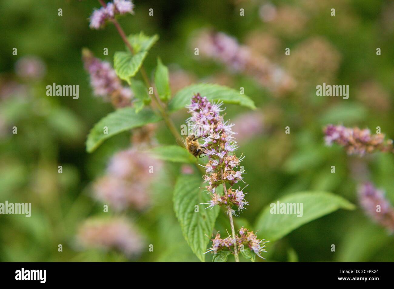 Essbare Minzpflanze mit Biene auf der Blume, Slowakei Stockfoto