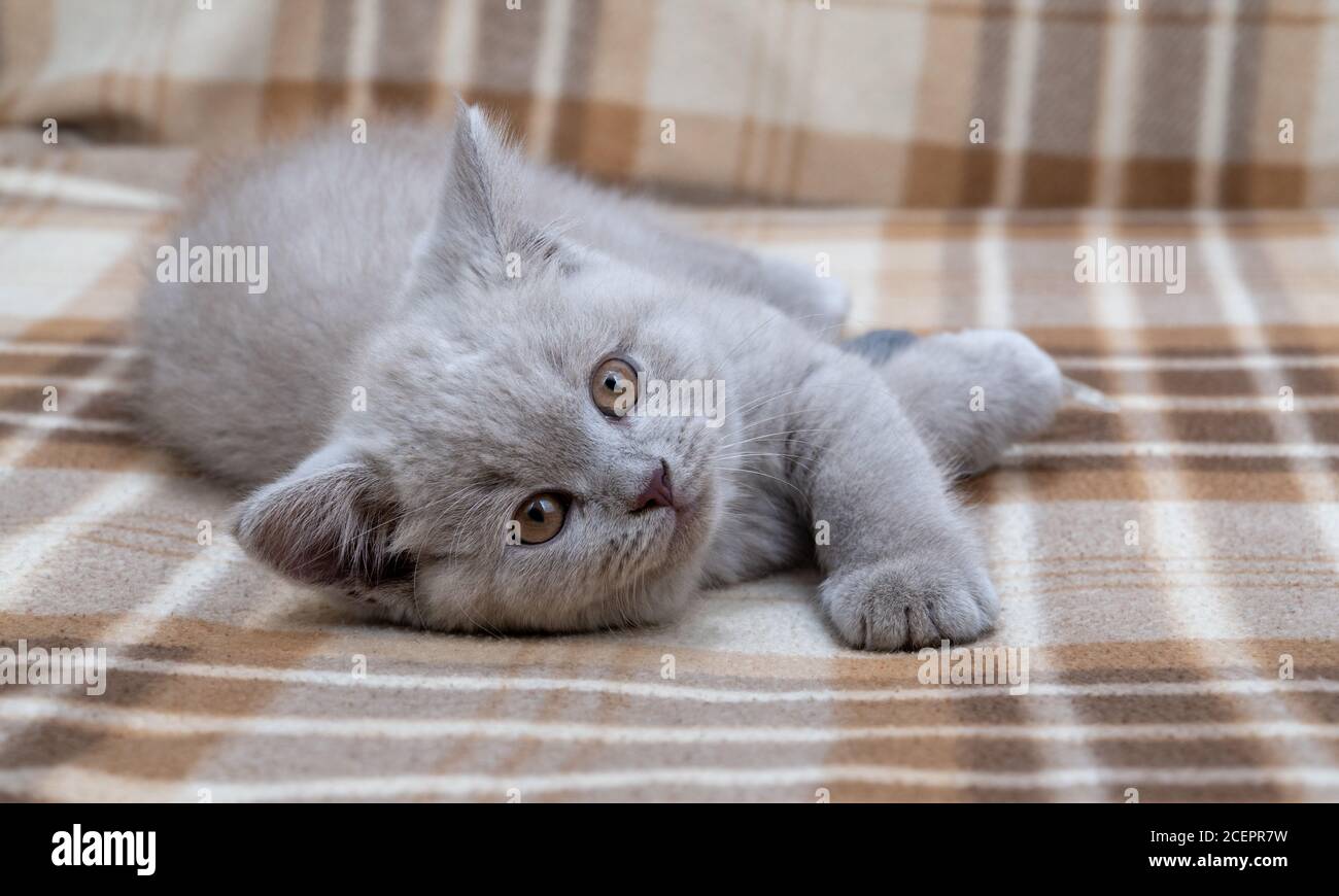 Reinrassige britische Kurzhaarkatze. Katze rauchige Farbe. Kleine niedliche Kätzchen liegt auf einer warmen Decke und freut sich nach vorne Stockfoto