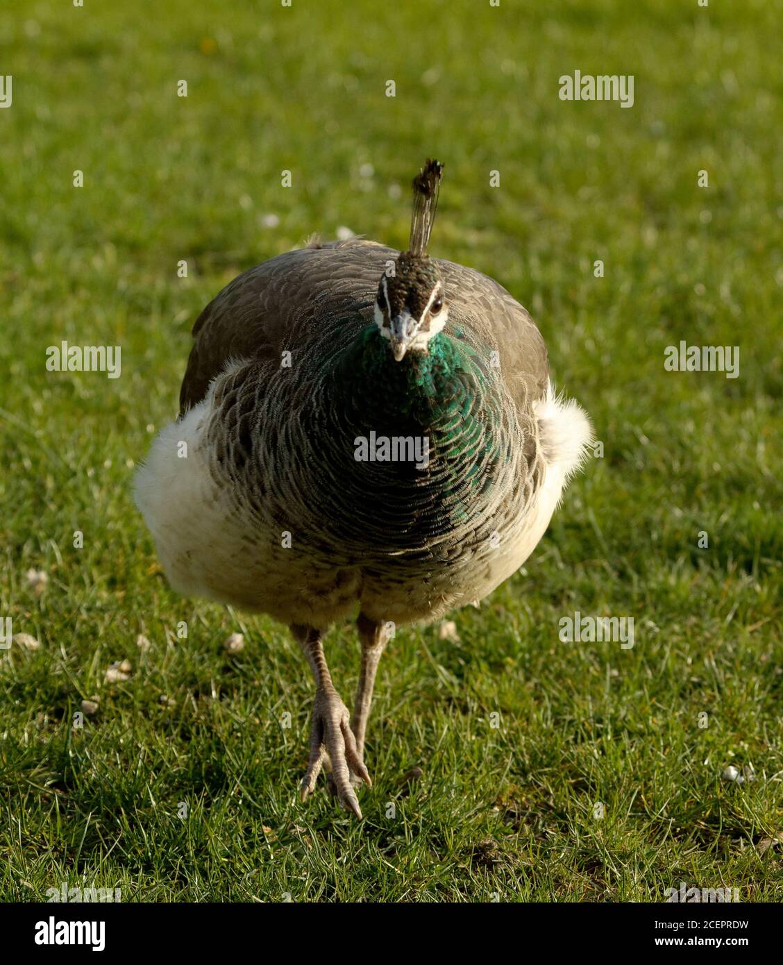 Peacock (Pavo cristatus) Erwachsene weibliche Wandern auf Gras, Porträt. Stockfoto