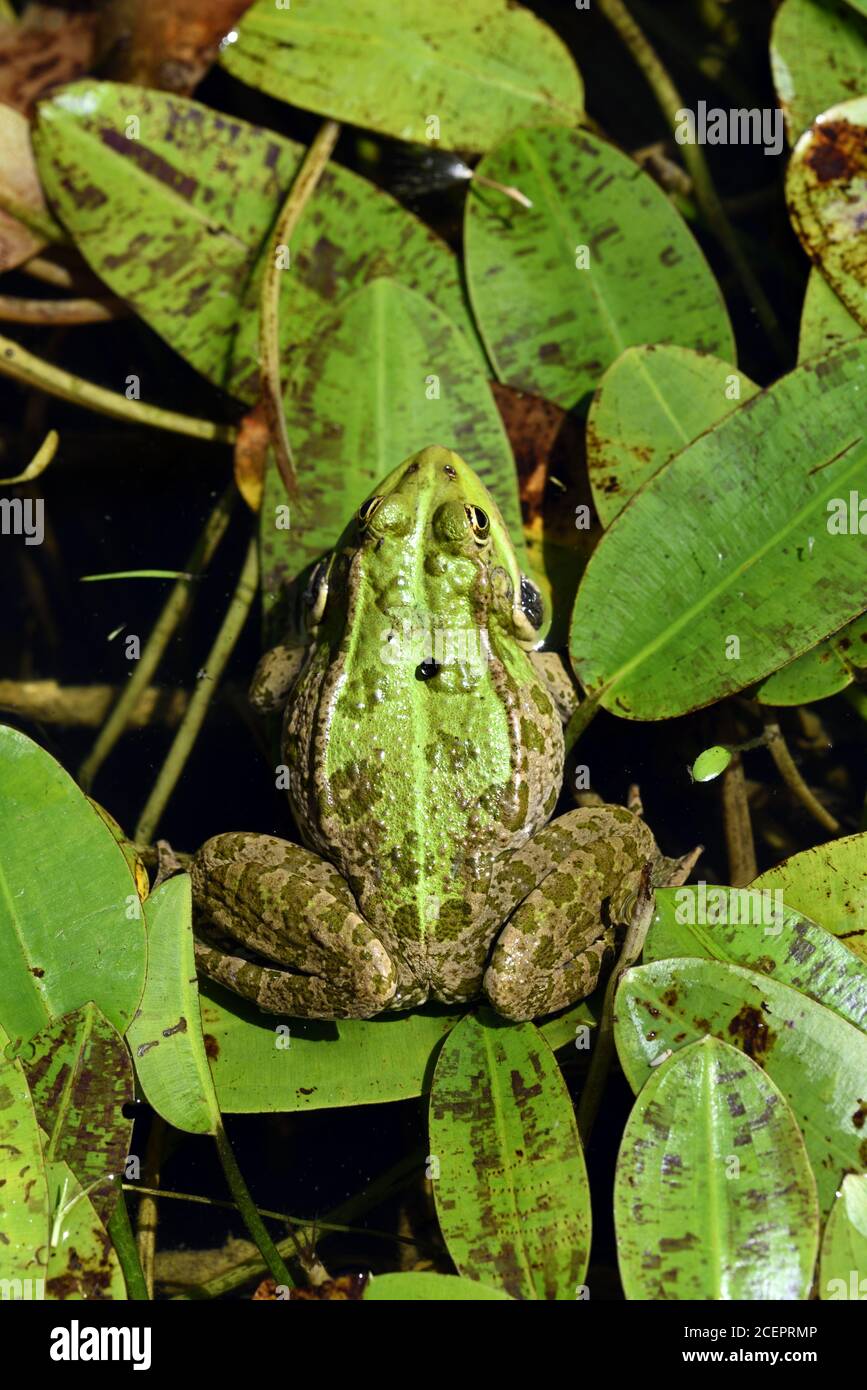 Gewöhnlicher Europäischer Frosch, Grüner Frosch, Teichfrosch oder essbarer Frosch, Pelophylax kl. Esculenta aka Rana esculenta in Garden Pond Stockfoto