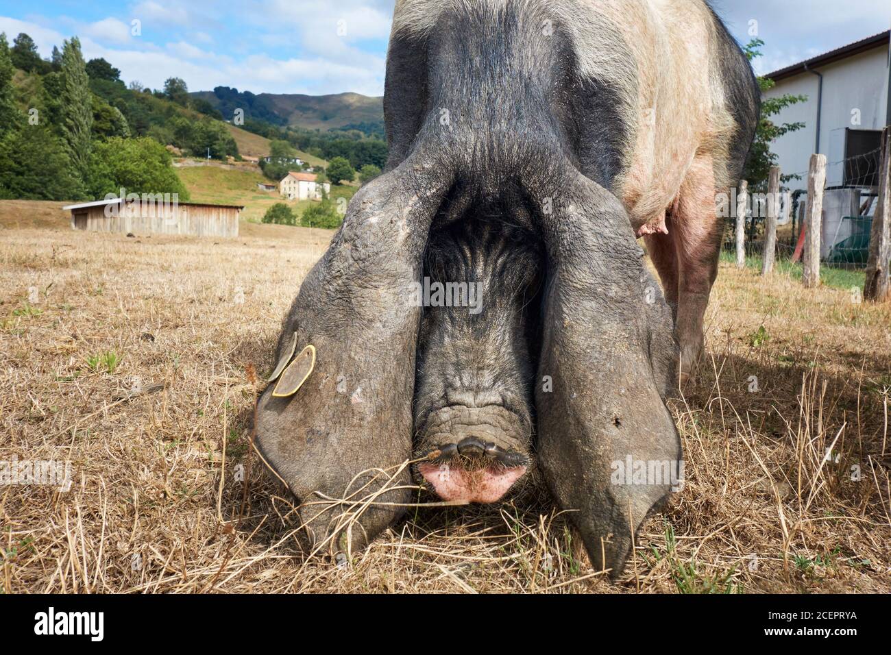 Baskisches schwarzes Schwein, euskal txerria. Aldudes. Donobane garazi. Baskenland. Frankreich. Stockfoto