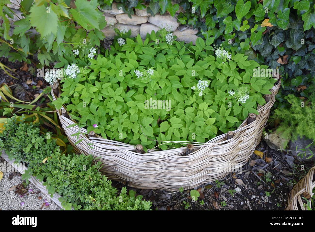 Weidenkorb Blumentopf & Aegopodium podagraria, Ground Elder aka Herb Gerard, Goutweed, Gicht Wort, Wild Masterwort oder Snow-in-the-Mountain Stockfoto