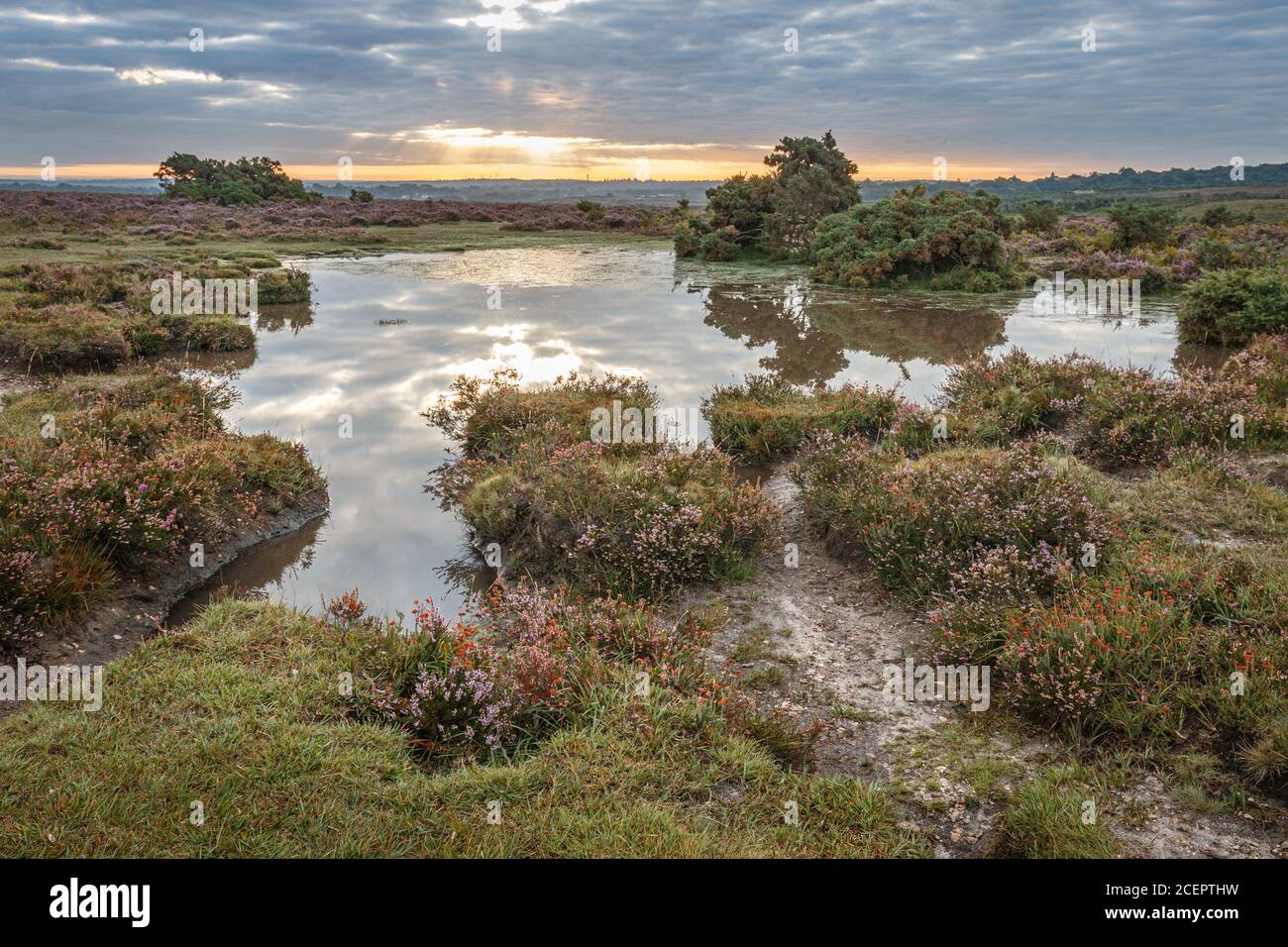 Die Jahreszeiten ändern sich von Sommer zu Herbst und die heather durch den New Forest blüht und schafft sanfte Hügel Der Farbe Stockfoto