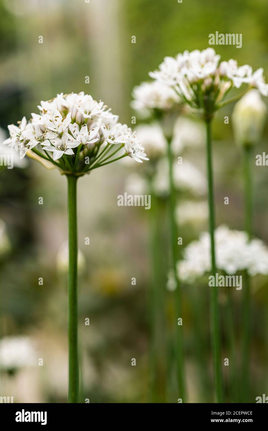 Chinesischer Schnittlauch oder Knoblauch-Schnittlauch - Allium tuberosum Stockfoto