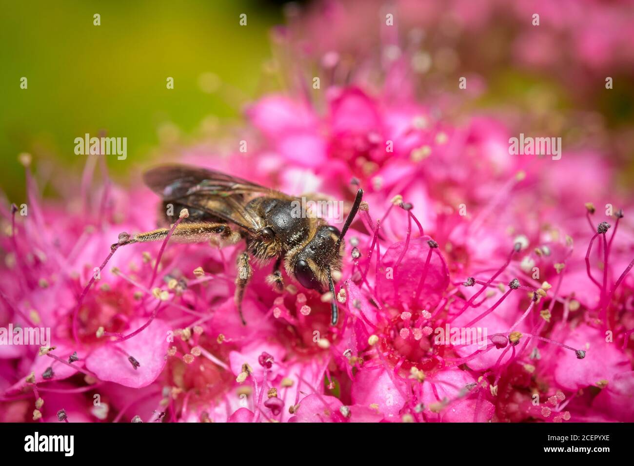 Chocolate Mining Bee, Andrena scotica, auf rosa Blume Stockfoto
