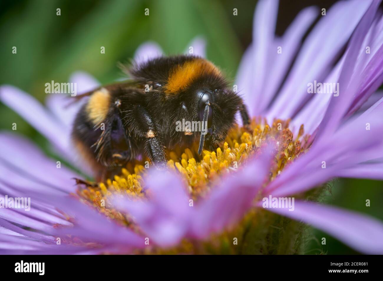 Buff-tailed Hummel, Bombus terrestris, am Meer Daisy, Erigeron glaucus Stockfoto