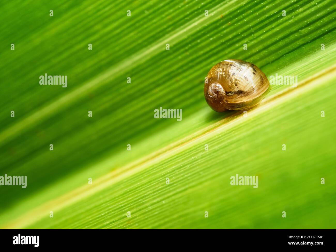 Kleine Gartenschnecke auf grünem Blatt. Clackmannanshire, Schottland. Stockfoto