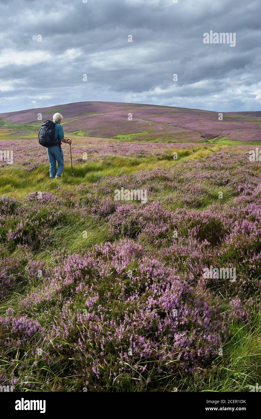 Weibliche Wanderung auf Nine Stone Rig durch Heidekraut in den Lammermuir Hills, East Lothian, Schottland Stockfoto