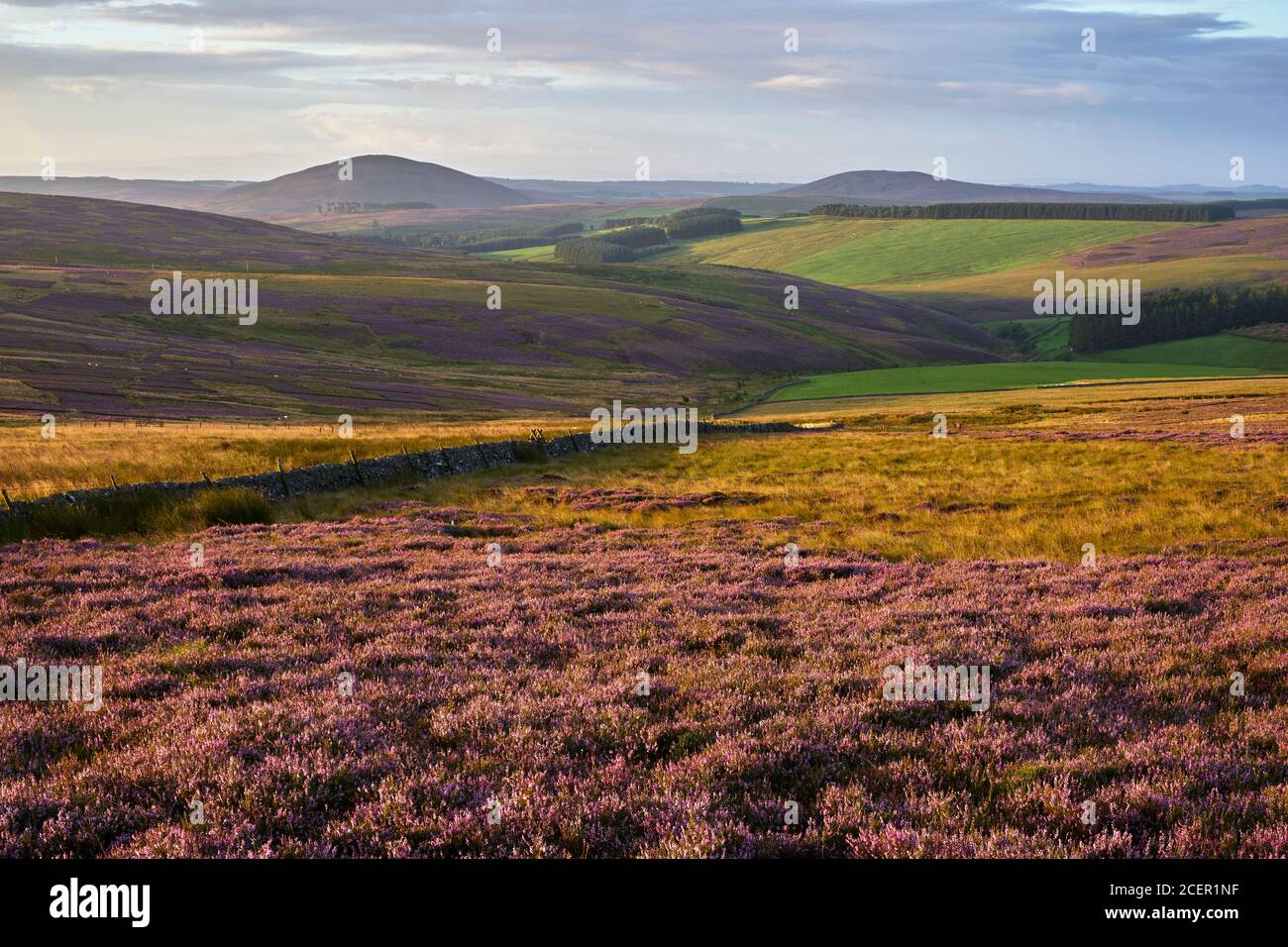 Heather Moor in den Lammermuir Hills. Blick nach Süden auf das Pirrington Great Law und das Irrington Little Law. Scottish Borders, Schottland. Stockfoto