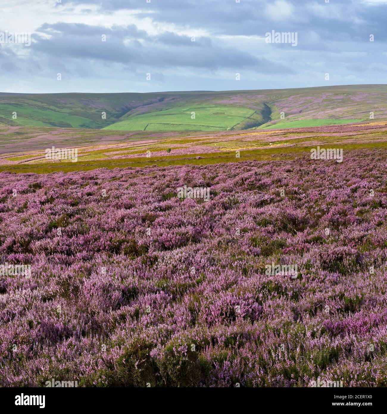 Heather Moorland, Lammermuir Hills, Scottish Borders, Schottland. Stockfoto