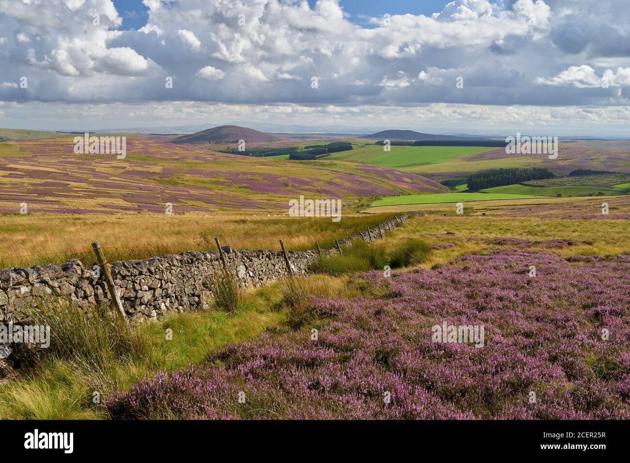 Heather Moor in den Lammermuir Hills. Blick nach Süden auf das Pirrington Great Law und das Irrington Little Law. Scottish Borders, Schottland. Stockfoto