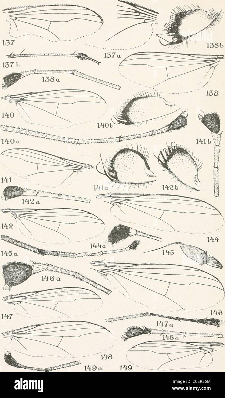 . Bulletin - United States National Museum. Die dipteröse Gattung Dolichopus in Nordamerika. Für eine Erklärung der Platte siehe Paqe 299. U. S. National Museum Bulletin 116, Pl. 10. 1^8 die Dipterus-Gattung Dolichopus in Nordamerika. Eine Erläuterung der Platte finden Sie auf den Seiten 299 und 300. U. S. National Museum Bulletin 116, Pl. 11 Stockfoto