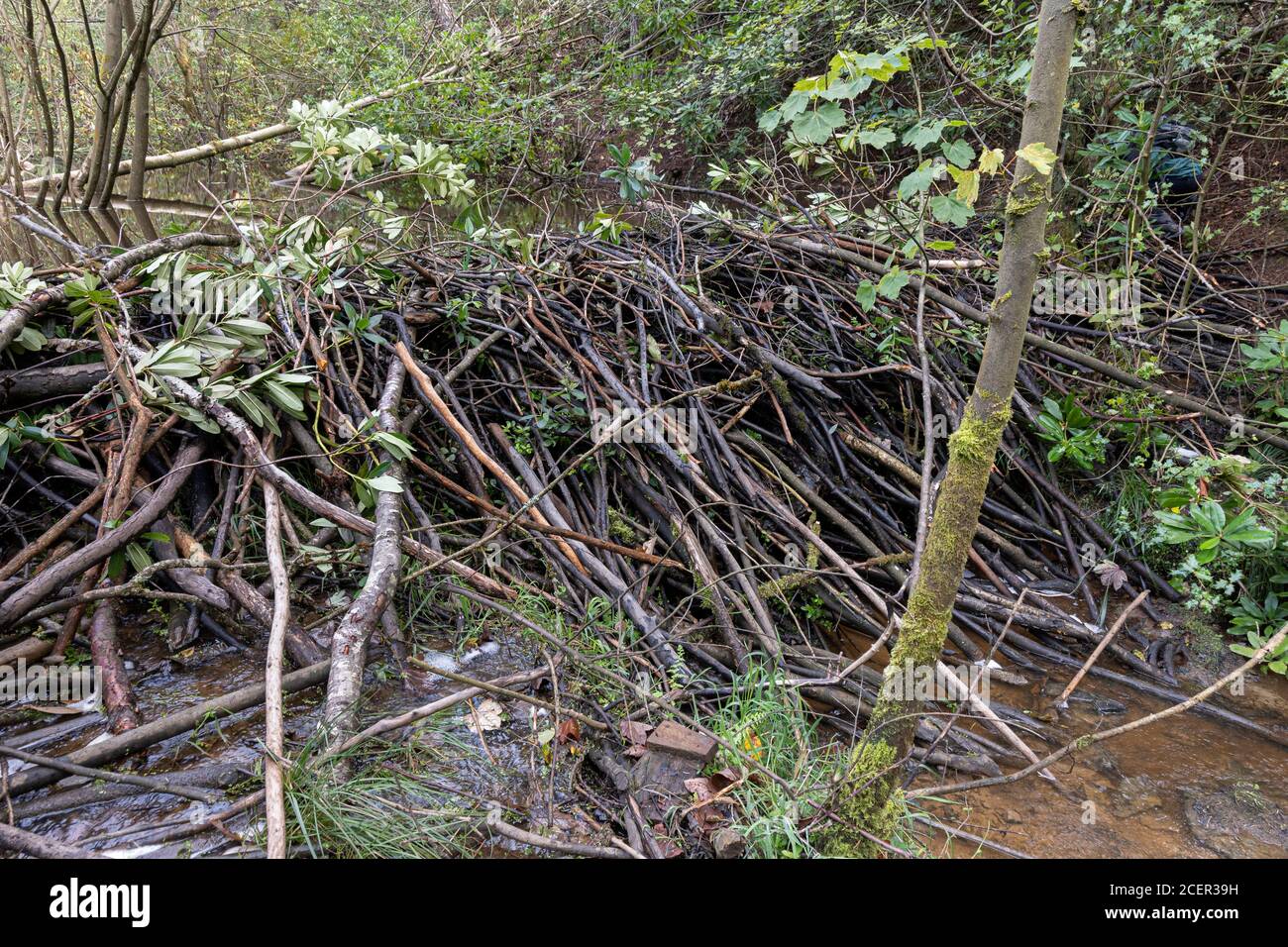 Eine Biberhütte im Cropton Wald Stockfoto