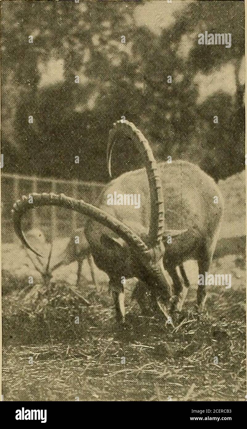 . Animal Life and the World of Nature; EINE Zeitschrift für Naturgeschichte. k,damals britischer Konsul im Sudan; und einige von ihnen kamen sicher in unserem eigenen Zoo an.seit ihrem Tod sind die einzigen Exemplare, die aus dem Sudan herauskommen, diejenigen in Ghiza, obwohl es ein Beispiel für das Leben von Khartum gibt. Eine Haut des Shoe-Bill, wie die Art oft genannt wird, aus Ostafrika, wurde vor einiger Zeit dem BritishMuseum von Sir Harry Johnston vorgestellt, und auf Seite 159 dieses Bandes wurden vorbildige Fotografien aus dem Leben eines Exemplaren in den Cairo Gardens reproduziert. Ein weiteres Merkmal des Ghiza Zoo muss receiv Stockfoto