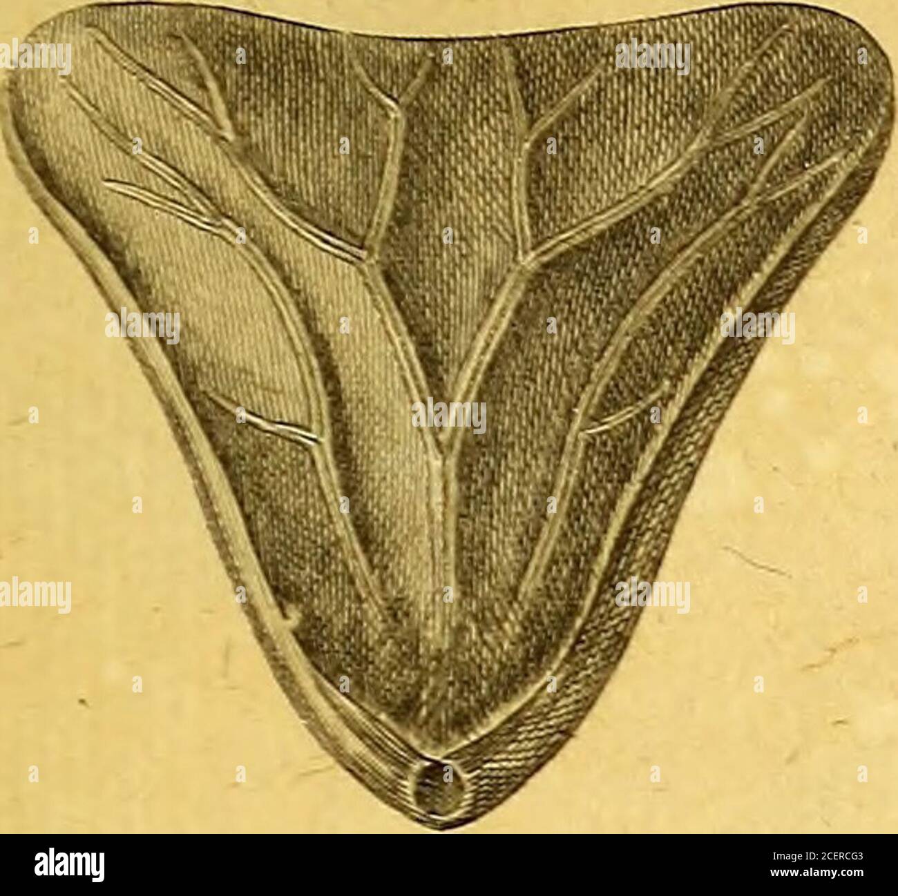 Tableau Encyclopedique Et Methodique Des Trois Regnes De La Nature Histoire Q Crf œelle J Ia D T Joemrdj R Lt R Ere Ist Tercbratule 2erei7 Aeu Olj Pl 2 Fia J A Fta I 1 Stockfotografie