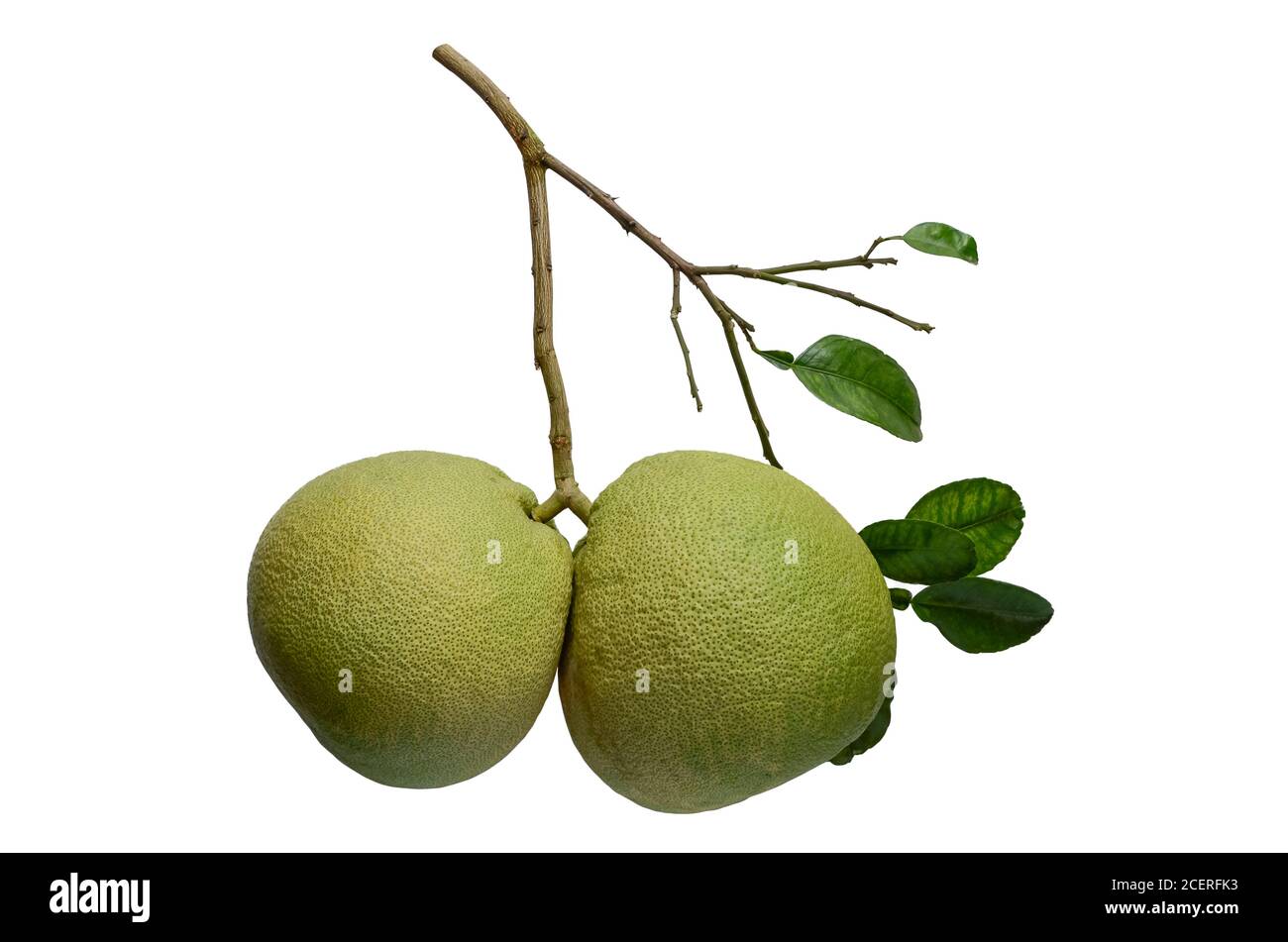 Pomelo Früchte mit seinem Zweig und Blätter isoliert auf weißem Hintergrund. Stockfoto