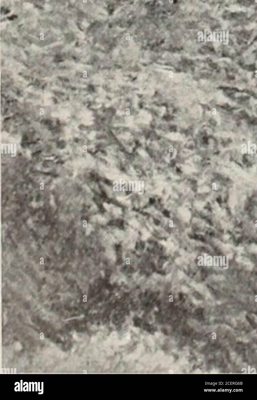 . International Studio ein Illustriertes Magazin für bildende und angewandte Kunst. Stockfoto