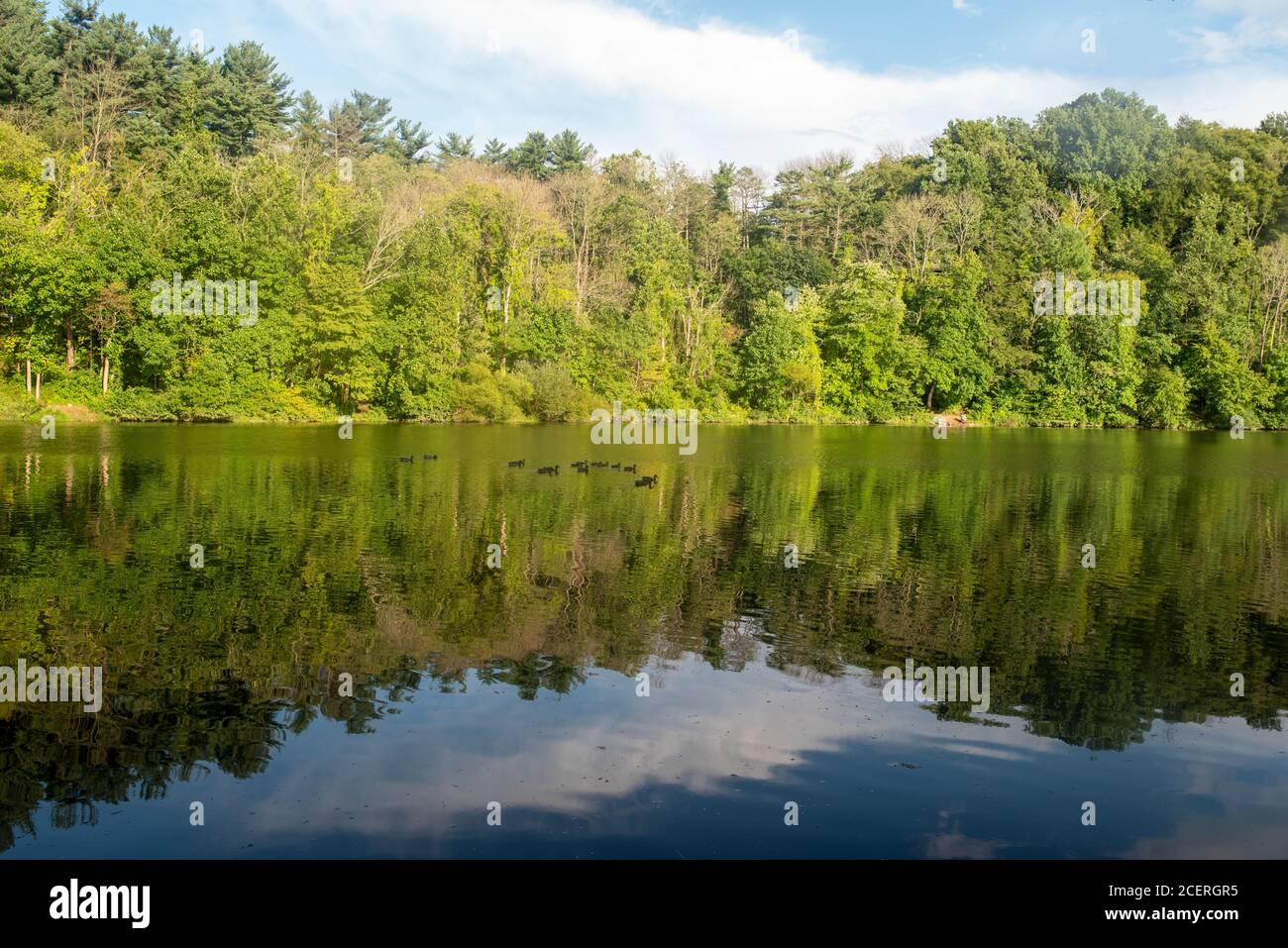 Enten paddeln in natürlichem Licht mit Kopierraum über die idyllische Vollformatszene. Stockfoto