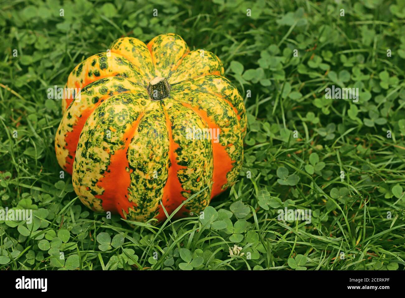 Nahaufnahme eines mehrfarbigen Chamäleon-Kürbisses auf Gras Stockfoto