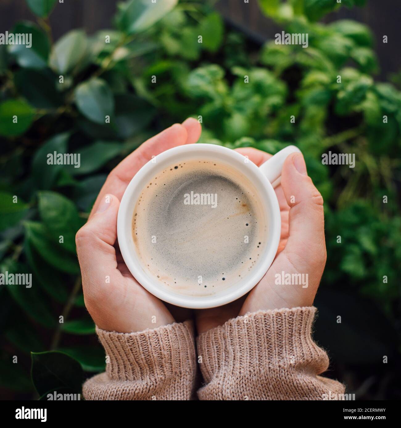 Tasse Kaffee in den Händen mit Home Pflanze Hintergrund. Warmer Pullover,  kuscheliges Herbstkonzept Stockfotografie - Alamy