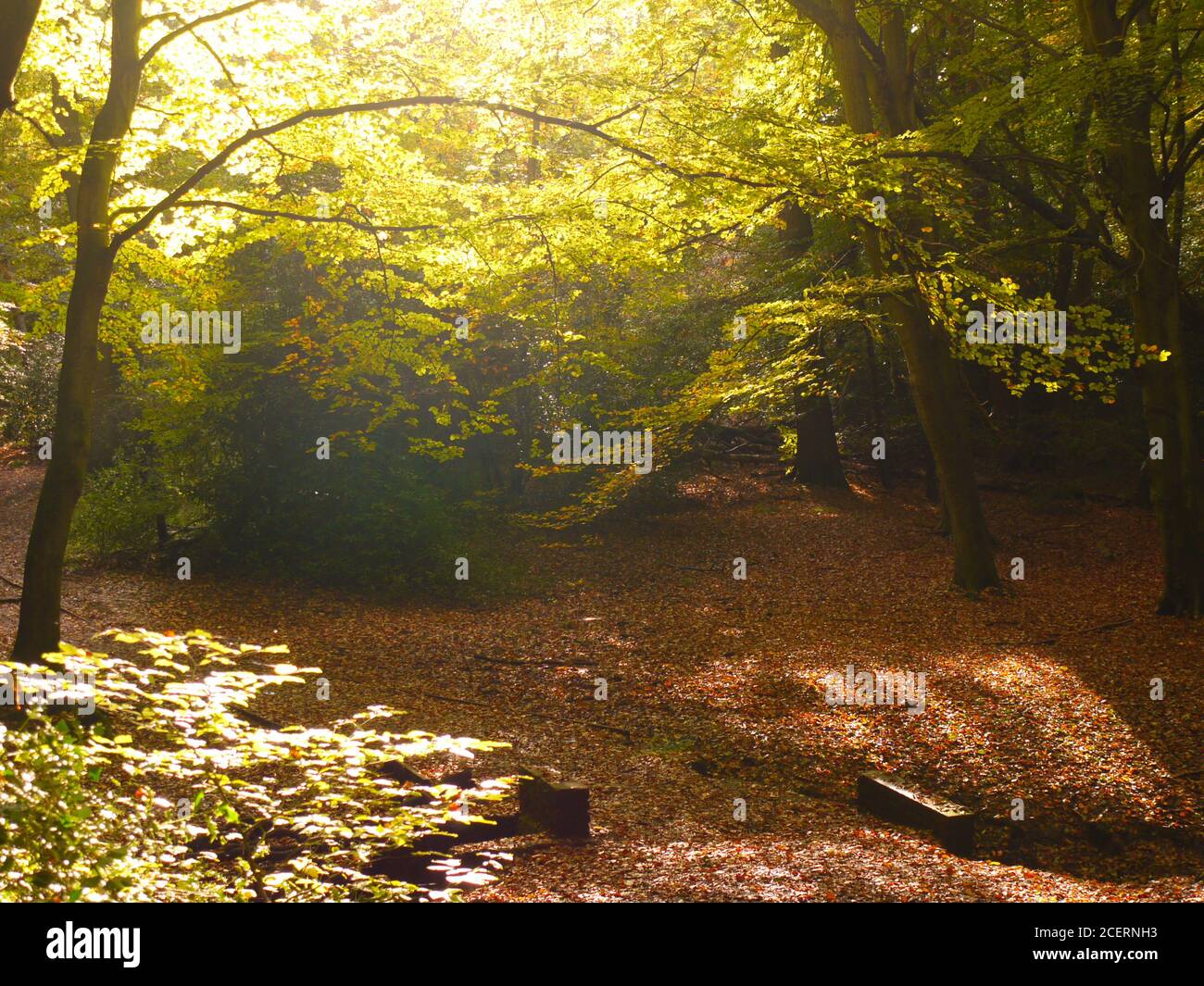 Burnham Beeches, Burnham, Buckinghamshire, Großbritannien. Stockfoto