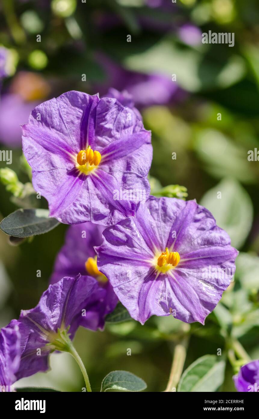 Lycianthes rantonnetii, bekannt als blauer Kartoffelstrauch oder Paraguay Nachtschatten, blau-lila Blume mit gelbem Auge, Trompetenblüten, Deutschland, Westeuropa Stockfoto