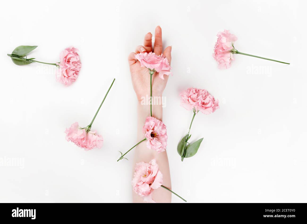 Eine zarte weibliche Hand, auf der sich Blumen von rosa eustoma befinden. Weißer Hintergrund. Flach liegend. Das Konzept der Floristik und Zärtlichkeit. Stockfoto
