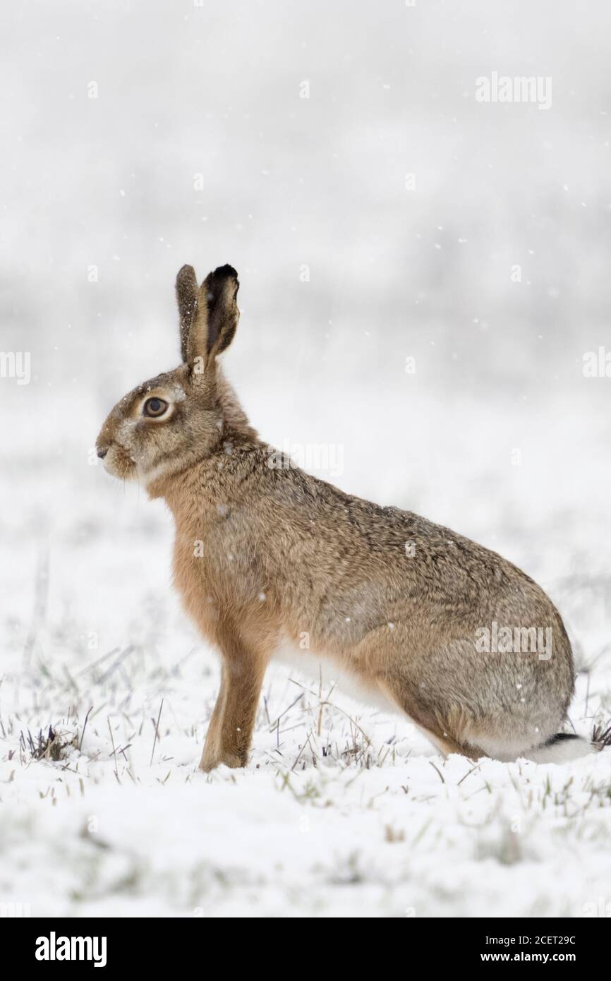 Feldhase/Europäischen Hase/Feldhase (Lepus europaeus) im Winter, im Schnee, Schneefall, aufmerksam beobachten, Seitenansicht, Wildlife, Europa. Stockfoto