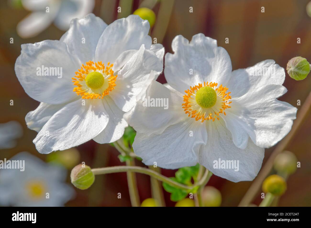 Weiß japanische Anemone Blumen. Stockfoto