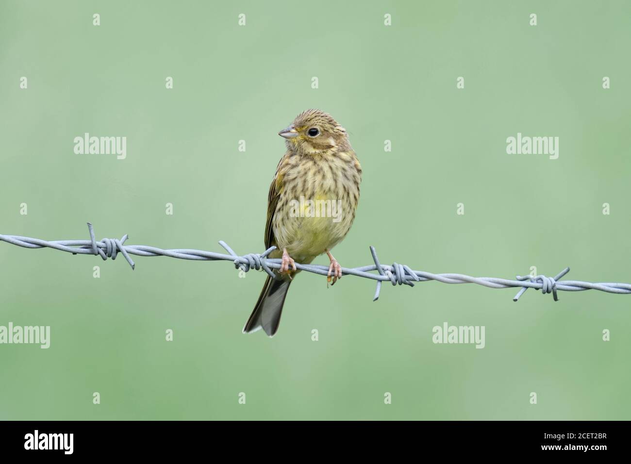Yellowhammer ( Emberiza citrinella ), junger Vogel, auf einem Stachelschwein Wirde Zaun thront, typisches Verhalten, heimischer gelber singvogel, Tierwelt, Europa. Stockfoto