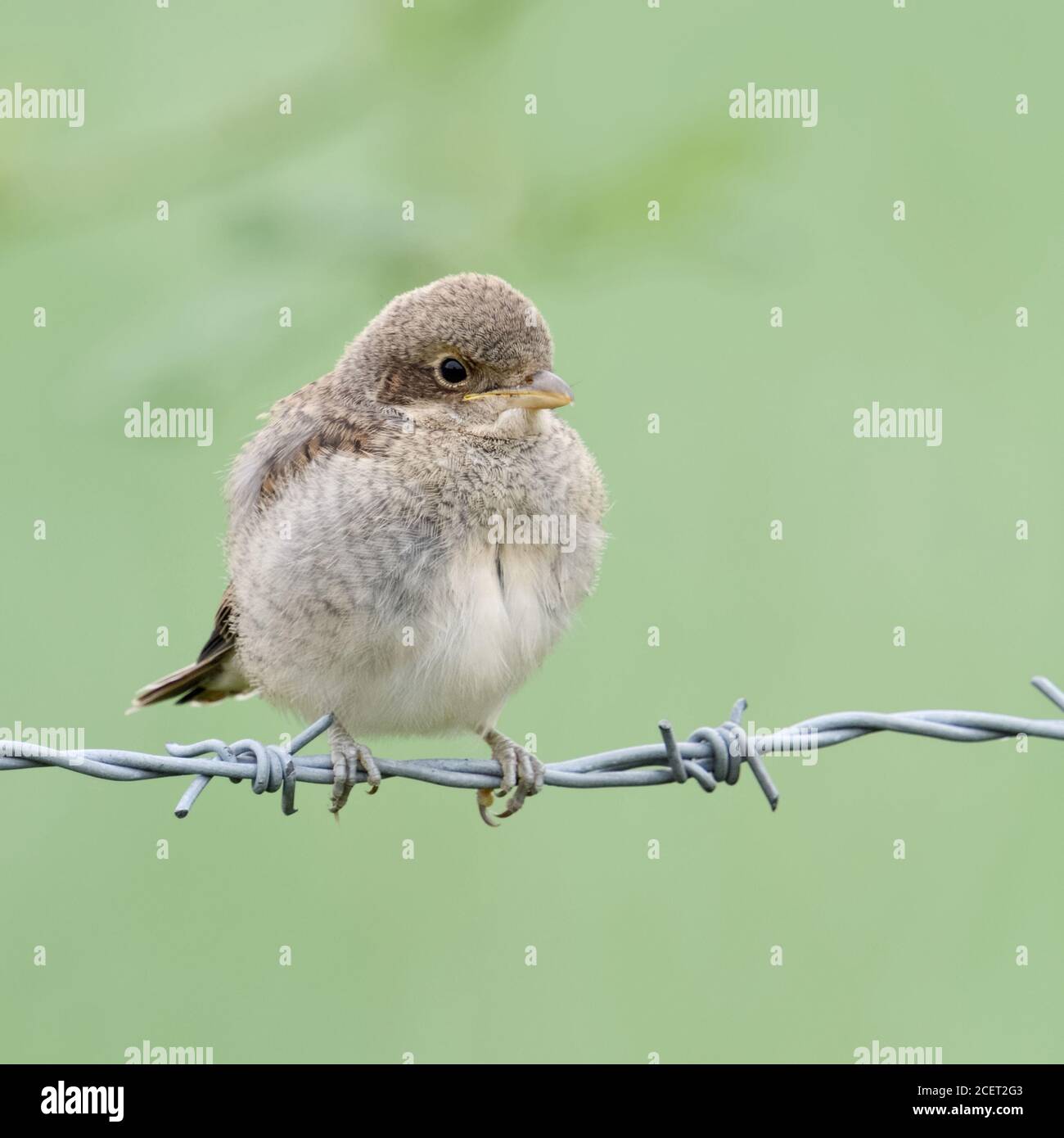 Rotrückenwürger ( Lanius collurio ), junges Küken, nur flügge, erkunden seine Umgebung, warten auf Essen, auf Stacheldraht thront, sieht niedlich, wil Stockfoto