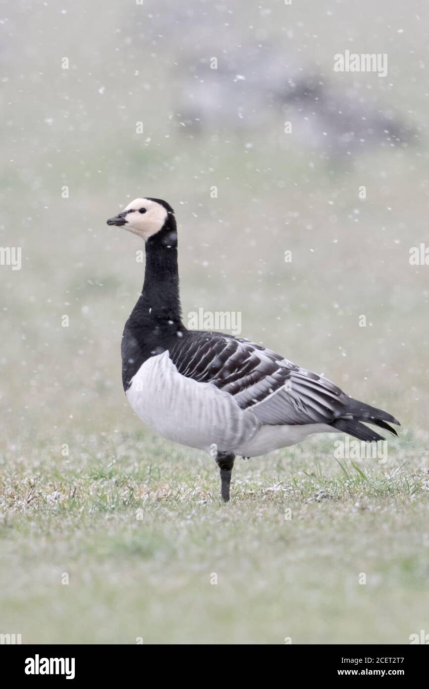 Nonnengans/Nonnengans (Branta leucopsis), Überwinterung, stehend auf einer Weide bei Schnee Dusche, um aufmerksam zu beobachten, Wildlife, West Stockfoto