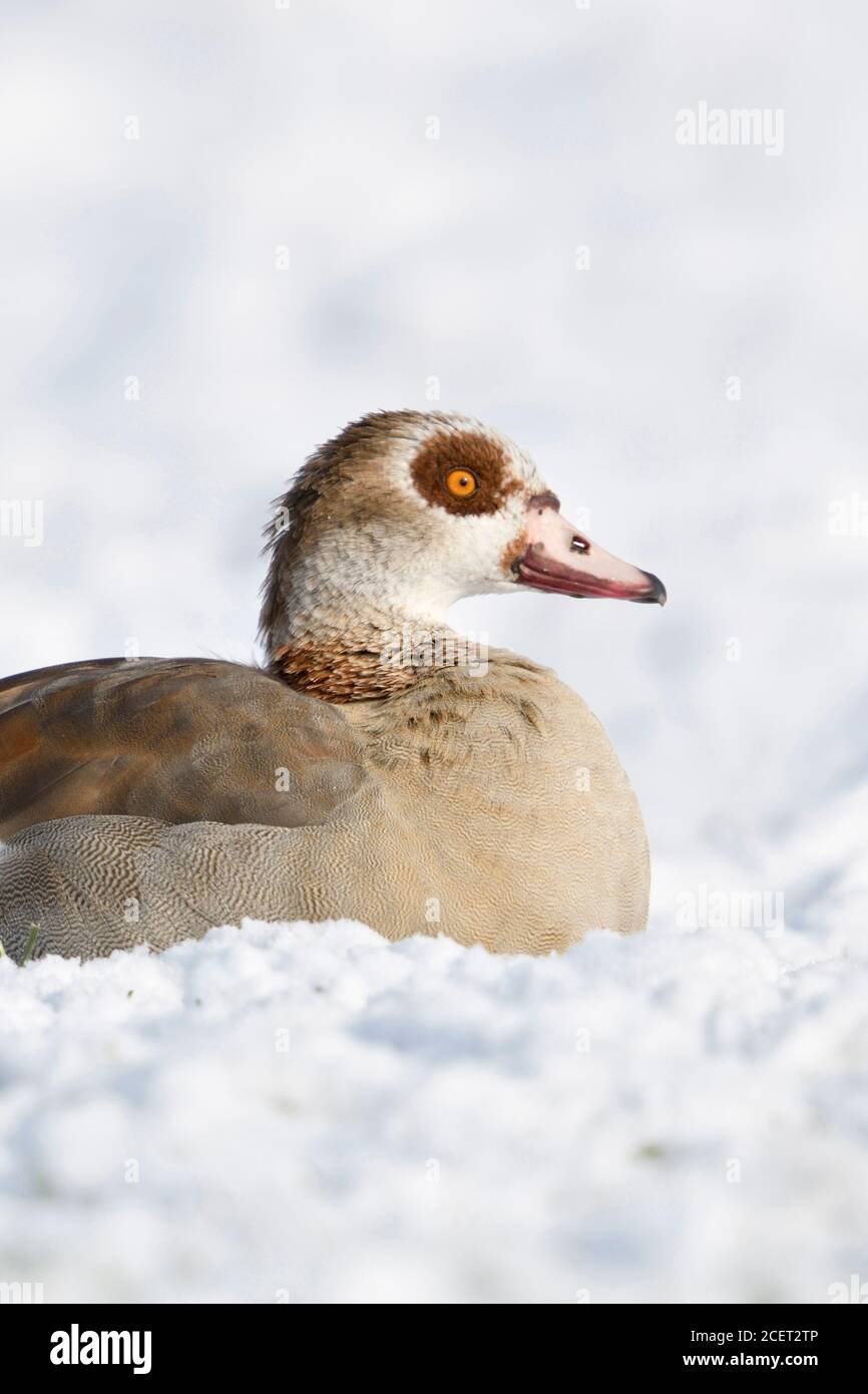 Nilgans/Nilgans (Alopochen aegyptiacus) im Winter, Lügen, ruhend auf schneebedeckten Ackerland, Wildlife, Europa. Stockfoto