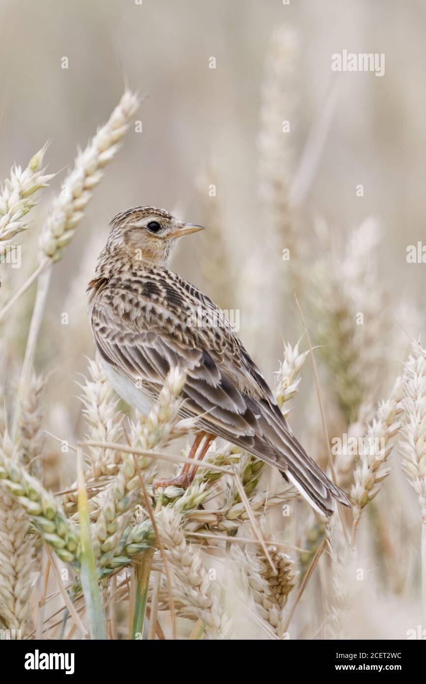 Skylark ( Alauda arvensis ) typischer Vogel des offenen Ackerlandes, auf reifen Weizenpflanzen thront, sitzen in einem Weizenfeld, beobachten, Tierwelt, Europa. Stockfoto