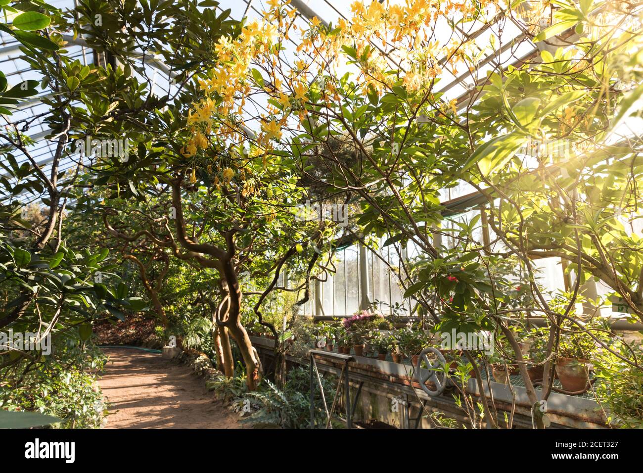 Tropisches Gewächshaus mit immergrünen blühenden Pflanzen, verwinkende Bäume an sonnigen Tagen mit schönem Licht und Sonnenstrahlen.exotische tropische immergrüne Pflanzen in Stockfoto