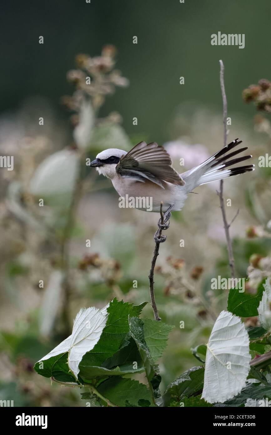 Rotrückenwürger ( Lanius collurio ), männlicher Vogel, auf einem Ast thront, Flügel flatternd, zeigt typisches Verteidigungsverhalten, Warnung, Wildtiere, EU Stockfoto