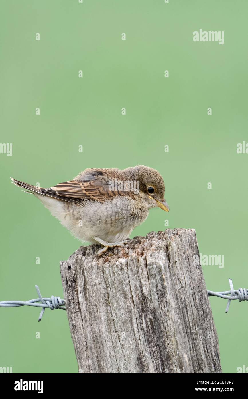 Rotrückenwürger ( Lanius collurio ), junges Küken, nur flügge, sitzt auf einem Zaunpfosten, erkunden seine Umgebung, sieht niedlich und lustig, Tierwelt, Stockfoto