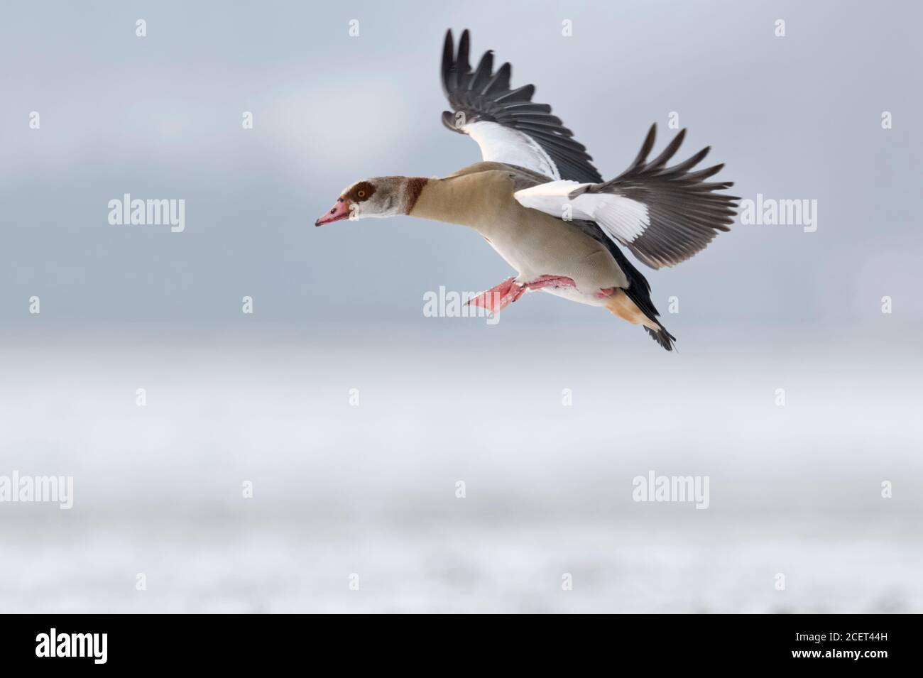 Nilgans/Nilgans (Alopochen aegyptiacus) im Winter, Fliegen, kurz vor der Landung, in der winterlichen Atmosphäre, Wildlife, Europa. Stockfoto