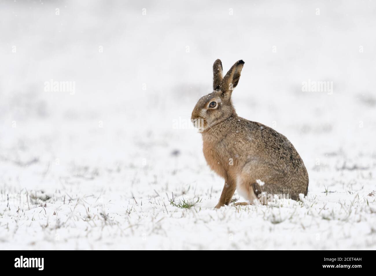 Feldhase/Europäischen Hase/Feldhase (Lepus europaeus) im Winter, im Schnee, Schneefall, süß aussieht, Seitenansicht, Wildlife, Europa. Stockfoto