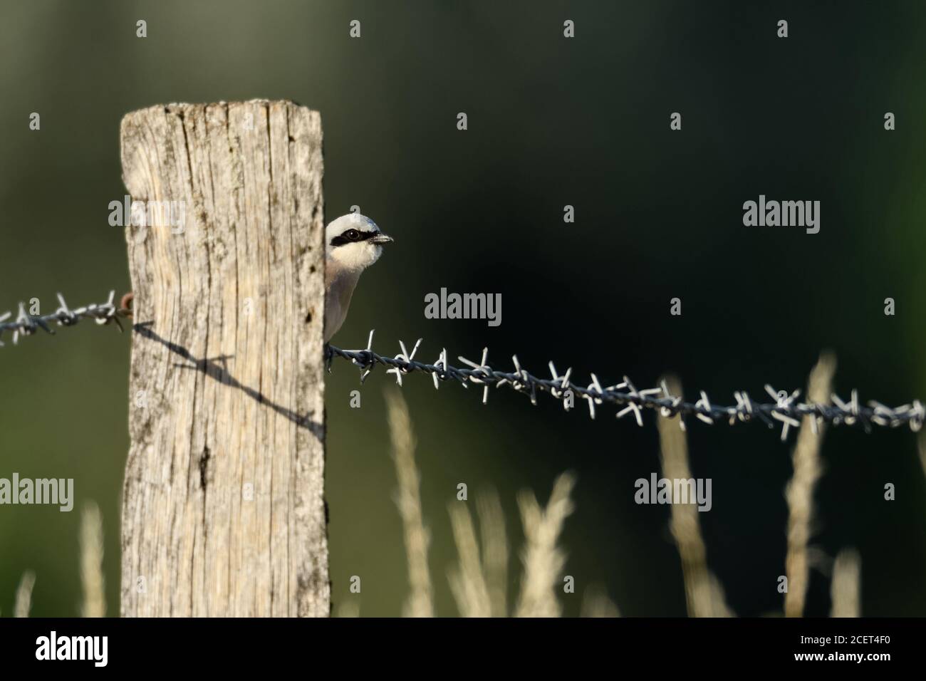Lustiger zaun Fotos und Bildmaterial in hoher Auflösung Alamy