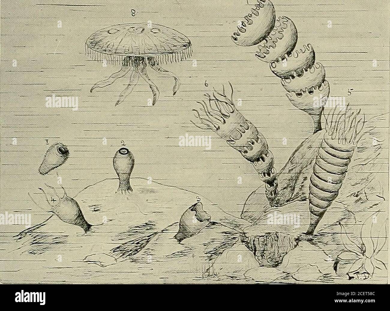 Tierleben und die Welt der Natur; EIN Magazin der Naturgeschichte. r Arten  von Bryozoen haben den Vogelkopf-Prozess durch hohle, peitschenartige Tangas  ersetzt, genannt Laschen, die in ständiger Bewegung sind, die das