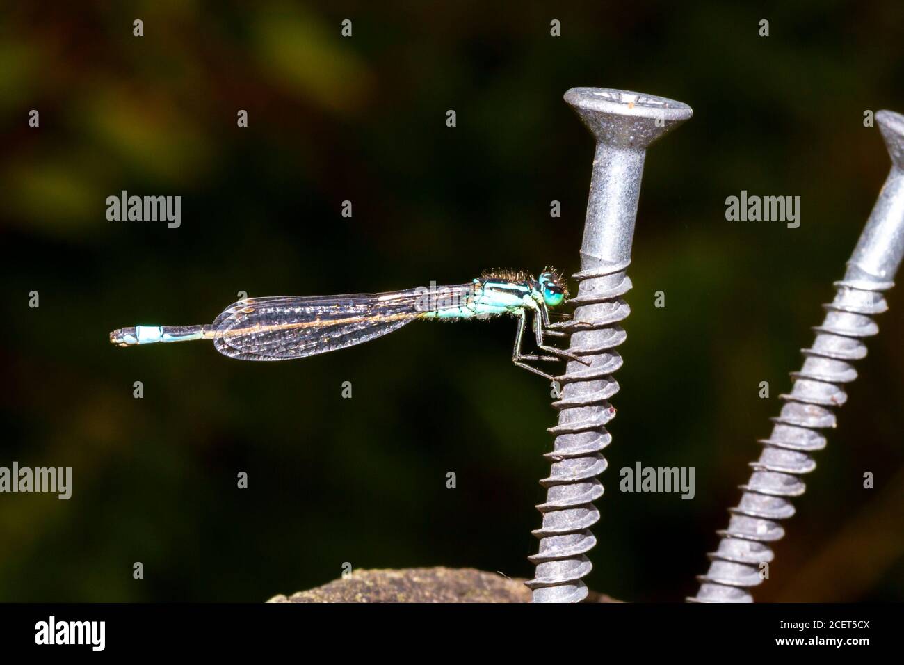 Blue tailed damselfly (Ischnura elegans) Sussex Garden, Großbritannien Stockfoto