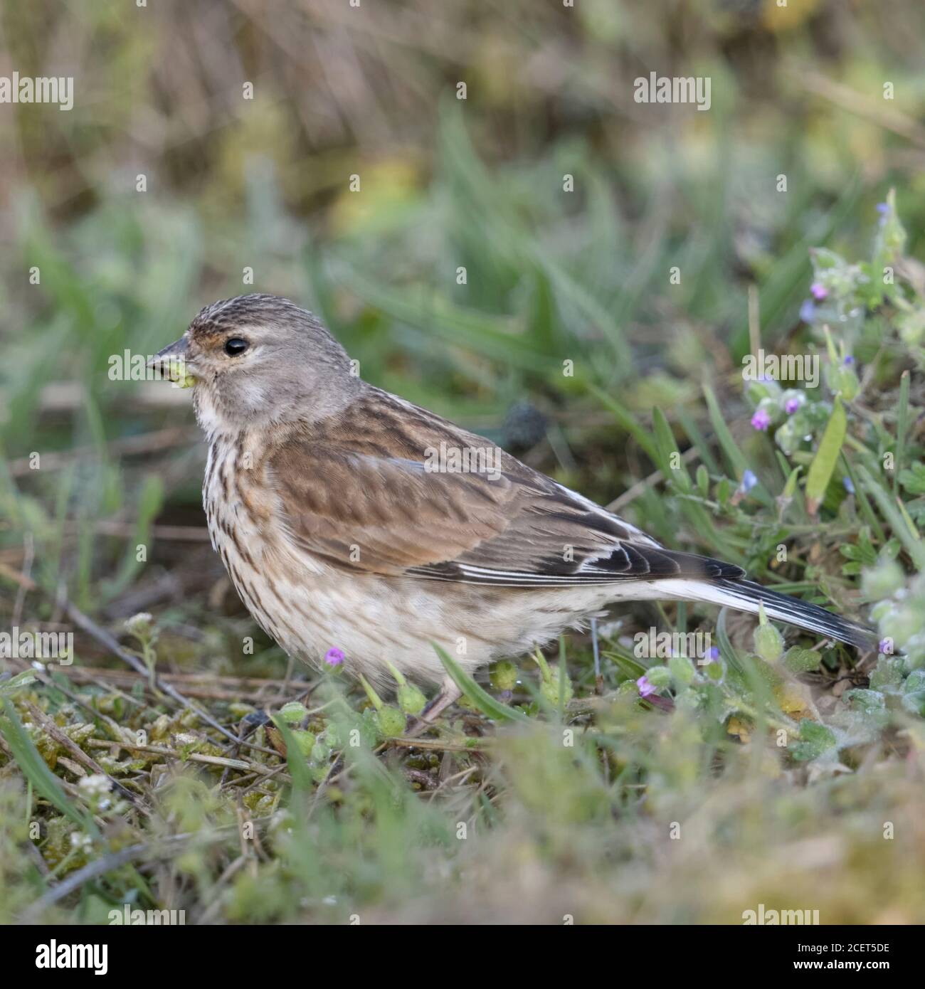 Gemeinsame Hänfling/Bluthänfling (Carduelis cannabina), weibliche Vogel auf dem Boden sitzend, Fütterung auf Samen, im Frühjahr, Wildlife, Europa. Stockfoto
