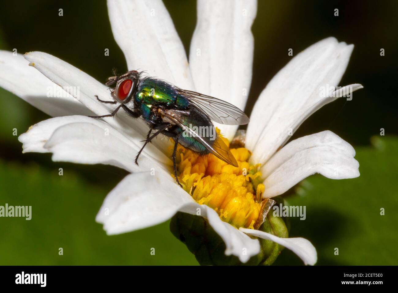 Blowfly (Lucilia sp) Sussex Garden, Großbritannien Stockfoto