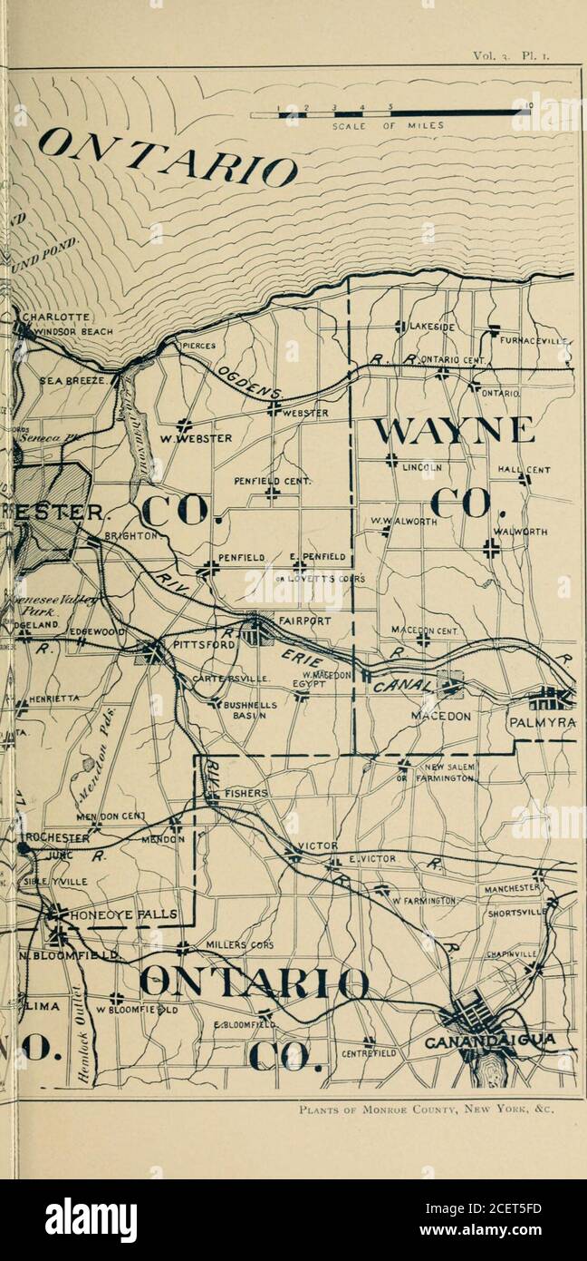 . Pflanzen von Monroe County, New York und angrenzenden Gebieten. 1894 J PFLANZEN VON MONROE COUNTY. 9 gelb mit Potentilla fruticosa. Cassandra calyculata hat ein Moor so überwachsen, dass es nicht gekreuzt werden kann, außer durch das Bewegen des Strauch. Andromeda pollfolia, Ledum latifolium, Vaccinium corymbosu?n,Gaylussacia resinosa. Nemopanthes fascicularis, Pyrus arbutifolia var.melanocarpa und Aralia hispida sind alle in großen Mengen vorhanden.Sarracrnia purpurea, Drosera rotundifolia, Pogonia ophioglossoides, Calo-pogon pulchellus, Cypripedium spectabile, C. pubescens, C. parviflorum undC. acaule sind exce Stockfoto