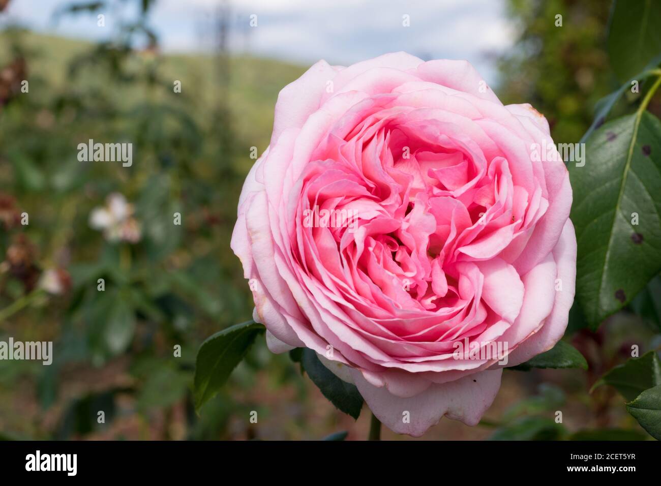 Eine rosa Rose im Garten Stockfoto