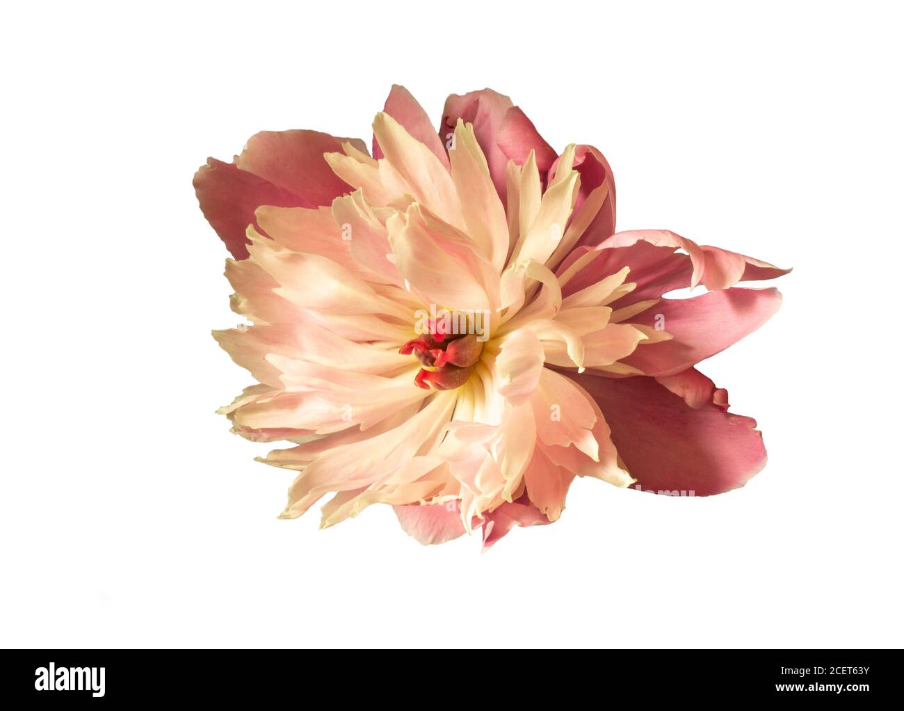 Blume Pfingstrose auf weißem Hintergrund isoliert. Die schöne Blume im Frühling Länge der Zeit. Schönheit in der Natur Stockfoto