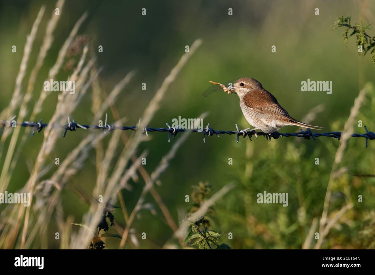 Rotrückenwürger ( Lanius collurio ), erwachsenes Weibchen, auf einem Stacheldrahtzaun thront, mit Beute, Libelle im Schnabel, natürliche Umgebung, Tierwelt, Stockfoto