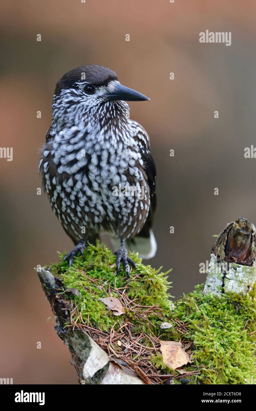 Nussknacker (Nucifraga caryocatactes entdeckt), auf einem morschen Baumstumpf gehockt, um aufmerksam zu beobachten, typisches Verhalten, Wildlife, Europa. Stockfoto