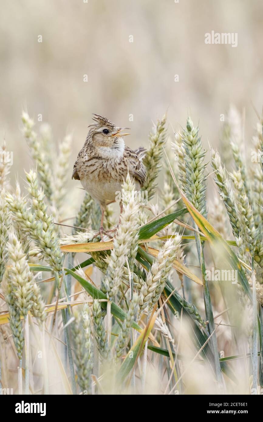 Skylark ( Alauda arvensis ) Singen auf Ackerland, auf Weizenpflanzen, typische angehoben Kamm, Tierwelt, Europa thront. Stockfoto